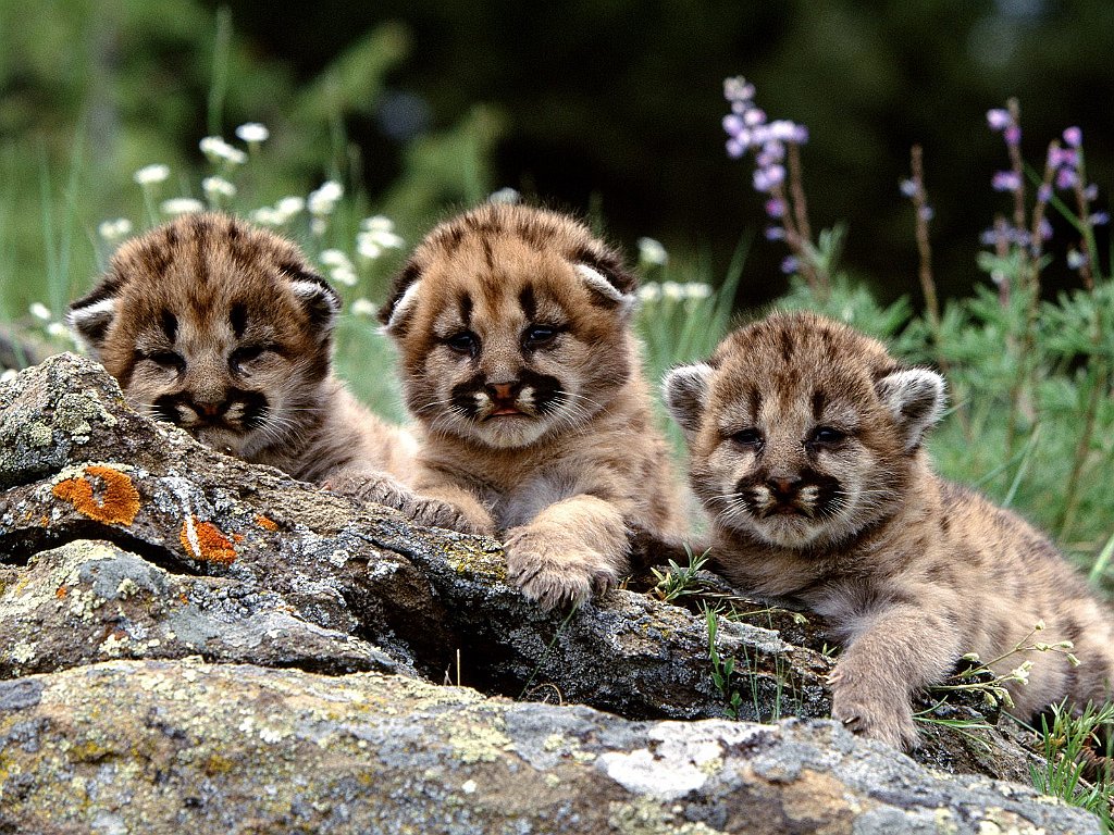 Enjoying the Show, Mountain Lion Cubs